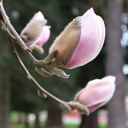 Magnolia tree in Portland Or.