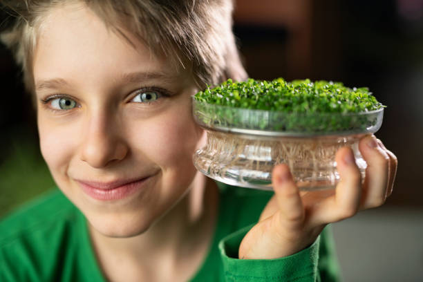 Little boys is holding microgreen basil sprouts growing in a sprouter. The boy is smiling at the camera.Nikon D850