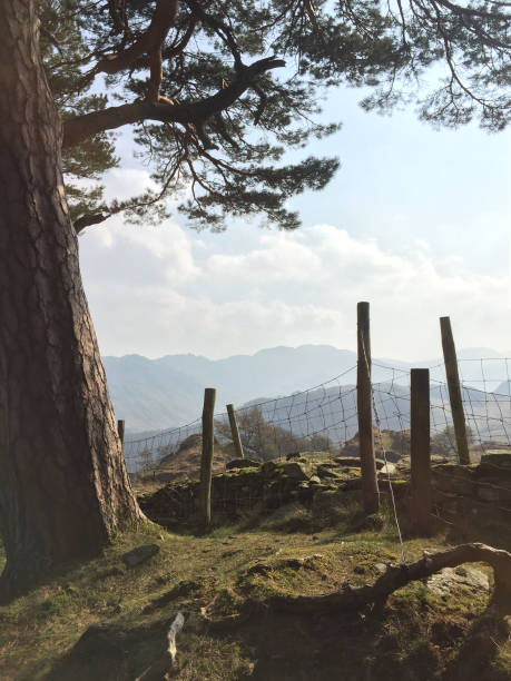 Mountain top vista in the English Lake District; pine tree, fence and hazy mountains Beautiful view over a wire fence between wooden fence posts, framed by a tall Scots Pine tree. The English Lake District, Cumbria, England - mountains in the distance, golden spring sunlight. winnie the pooh photos stock pictures, royalty-free photos & images