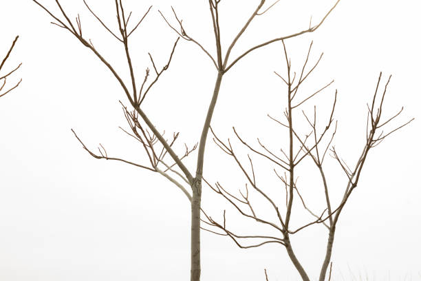 istock tree branches without leaves on the background of the sea and sky 1309316662