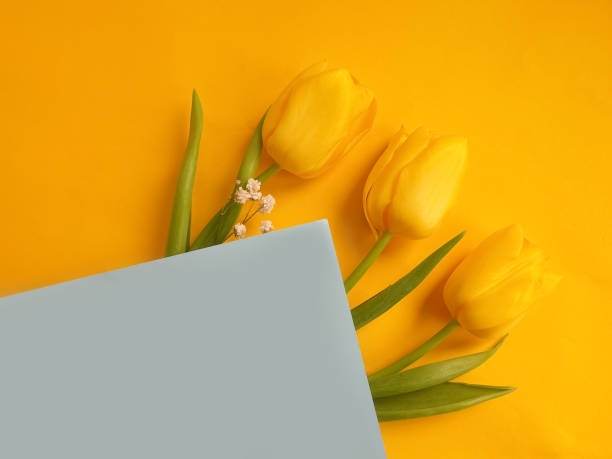 istock tulip flower on a colored background march 1309316694