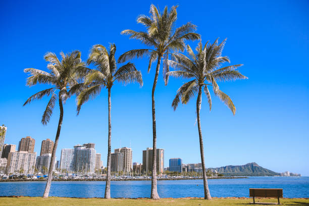 istock Coconut palm trees in the park, Hawaii 1309317383