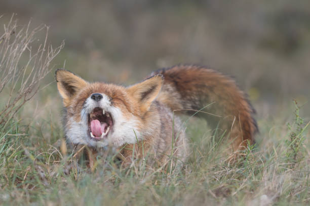 istock Red fox yawns after taking a nap, fox is relaxing in the grass. 1309317684