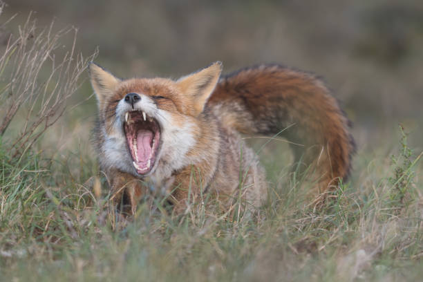 istock Red fox yawns after taking a nap, fox is relaxing in the grass. 1309317699