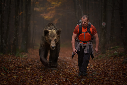 Man with backpack hiking in the mountain woods alongside a huge grizzly bear