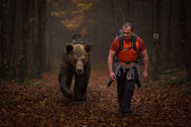 człowiek i grizzly wędrówki do lasów - big bear zdjęcia i obrazy z banku zdjęć