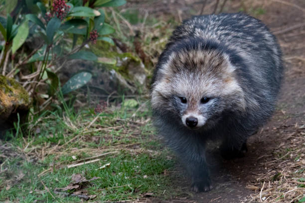 енотовидная собака - raccoon dog стоковые фото и изображения