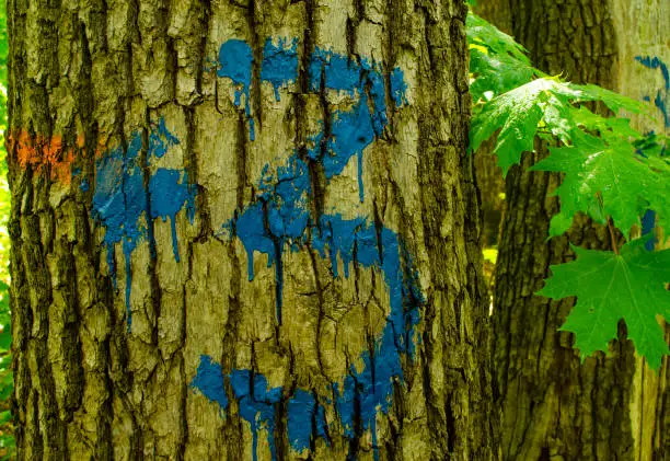 Tree Bark Painted With Number three and an Arrow. Hiking marking on a tree in the woods. Number 3 drawn on a tree trunk with blue paint. A background with texture bark of tree it is horizontally. Numbering on trees.