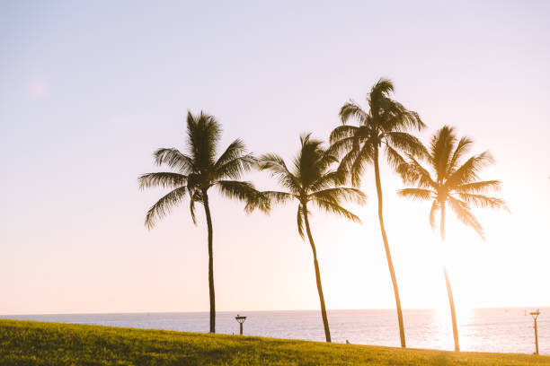 istock Coconut palm trees by the sea 1309320740