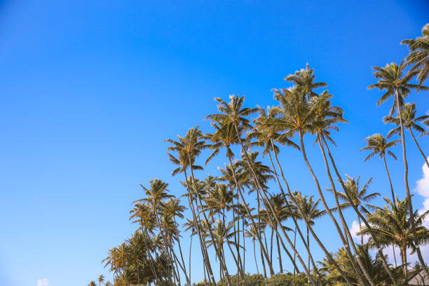 istock Coconut palm trees in Waialae Beach Park 1309320903