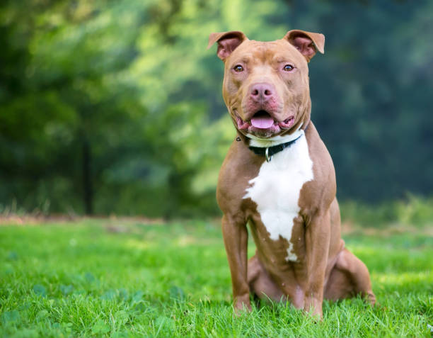 istock A red and white Pit Bull Terrier mixed breed dog 1309323179