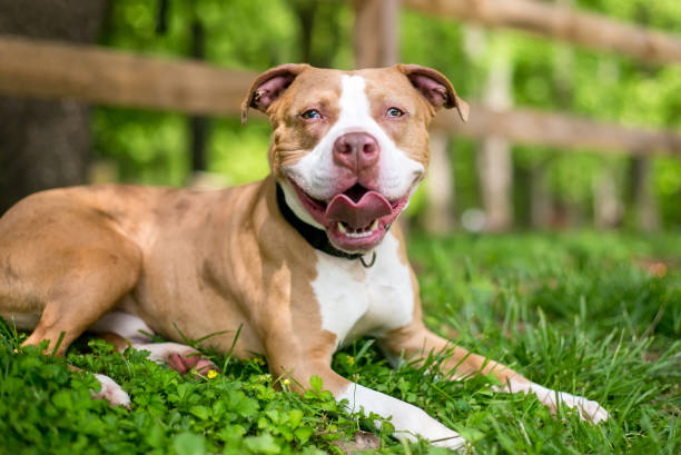 istock A Pit Bull mixed breed dog with sectoral heterochromia 1309323195