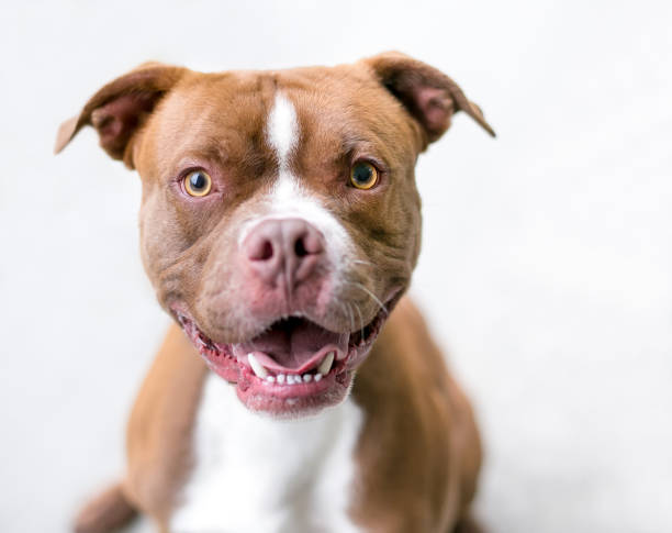 istock A happy red and white Boxer mixed breed dog 1309323214