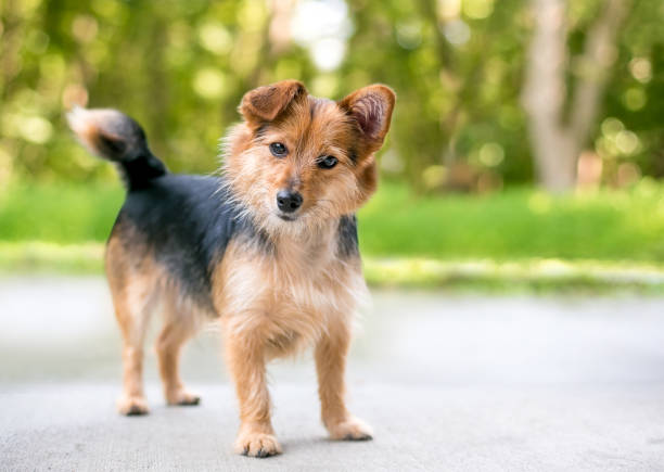 istock A cute mixed breed dog with a head tilt 1309323264
