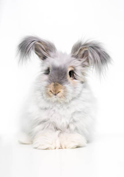 A furry English Angora rabbit stock photo