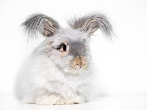 A furry English Angora rabbit with long hair on its ears