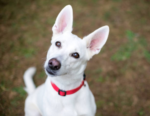 A white Shepherd dog with a head tilt A white Shepherd dog listening with a head tilt head cocked stock pictures, royalty-free photos & images