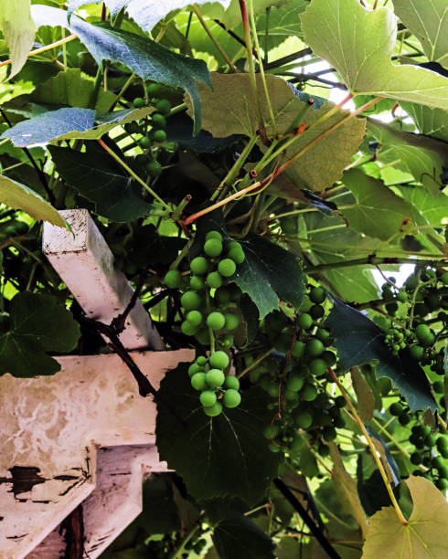 istock Concord grapes on the vine 1309324545
