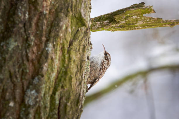 istock Eurasian treecreeper climbing tree in winter season 1309325363