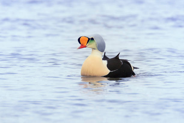 King Eider Duck in Habitat stock photo
