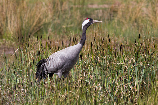 Common Crane in Marsh