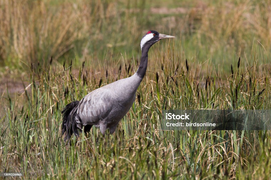 Common Crane in Habitat Common Crane in Marsh Eurasian Crane Stock Photo