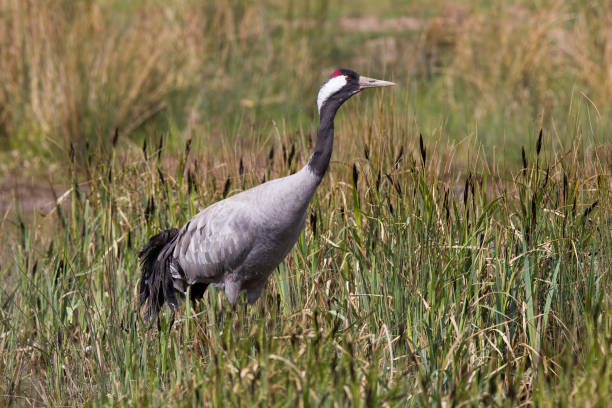 Common Crane in Habitat stock photo