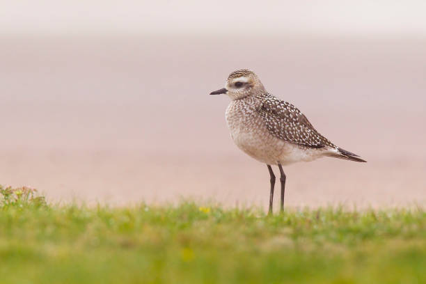 American Golden Plover in Habitat American Golden Plover on Plains golden caviar stock pictures, royalty-free photos & images