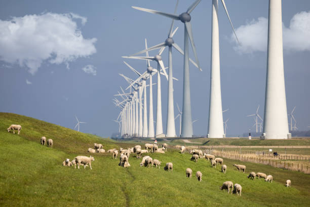 istock Dutch dike along IJsselmeer with wind turbines and sheep 1309327095