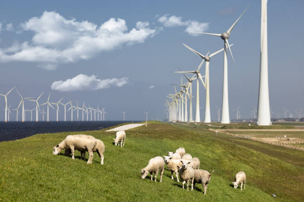 istock Dutch dike along IJsselmeer with wind turbines and sheep 1309327104