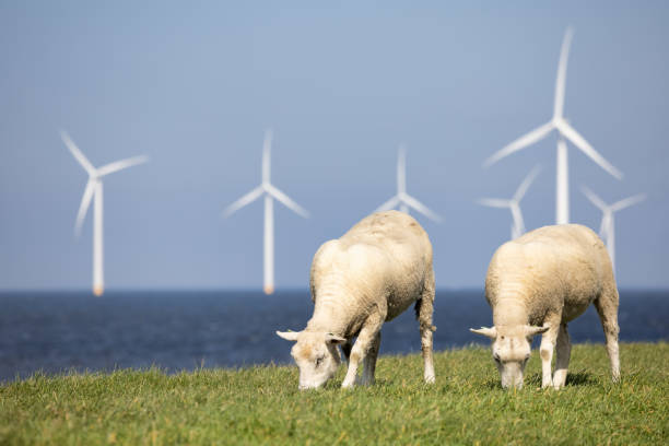 holenderska grobla wzdłuż ijsselmeer z turbinami wiatrowymi i owcami - noordoostpolder zdjęcia i obrazy z banku zdjęć