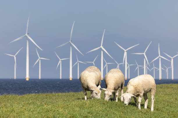 istock Dutch dike along IJsselmeer with wind turbines and sheep 1309327118