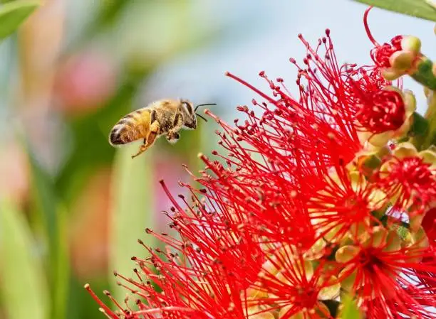 Busy honey bee collecting nectar for the hive from a Bottlebrush plant. The red tubular flowers attract many pollinators including bees and humming birds. The bee shows nectar on his hind legs with pollen all over his body providing the host plant the pollination needed to survive.