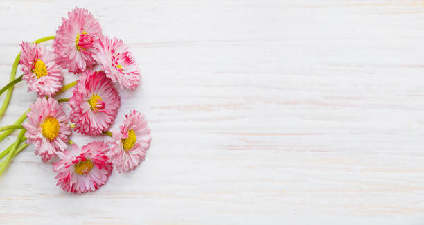 istock Floral Spring template for design with pink Marguerite flowers 1309329352