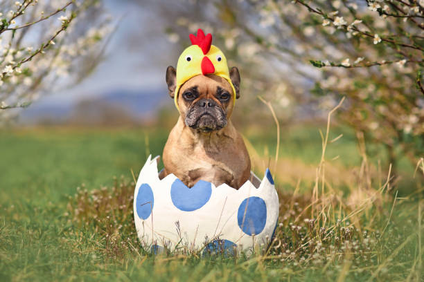Funny French Bulldog dog sitting in large Easter egg wearing costume chicken hat Funny French Bulldog dog sitting in large Easter egg wearing costume chicken hat on meadow with European cherry blossom trees duck with hat stock pictures, royalty-free photos & images