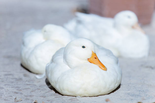 White ducks on the ground. Domestic duck close up on a blurred background