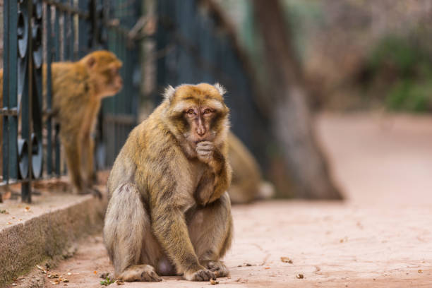 Cute Barbary macaque Cute Barbary macaque. Monkey close up. Monkey with sad eyes begging for food barbary macaque stock pictures, royalty-free photos & images