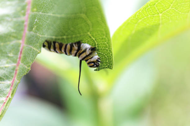 istock Monarch Butterfly Caterpillar Eating Milkweed Plant Leaf 1309330403