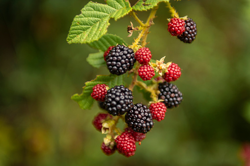 Natural fresh blackberries in a garden. Bunch of ripe blackberry fruit - Rubus fruticosus - on branch of plant with green leaves on farm. Organic farming, healthy food, BIO viands.