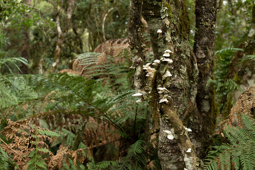 White oyster mushroom (Pleurotus sp.) found in a dense Mata Atlantica and Araucaria forest at the Serra Catarinense in Urupema, Santa Catarina state - Brazil