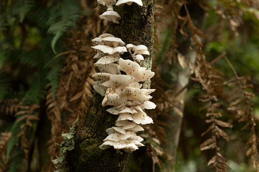 White oyster mushroom (Pleurotus sp.) found in a dense Mata Atlantica and Araucaria forest at the Serra Catarinense in Urupema, Santa Catarina state - Brazil