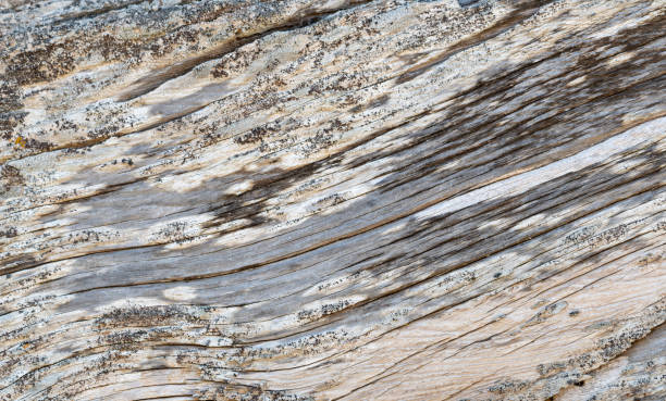 istock texture of old worn wood with cracks and crazing 1309331138