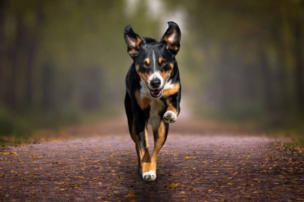 istock the dog runs to the camera 1309332249