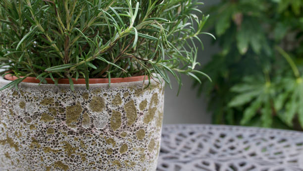 istock Pot containing rosemary bush growing in garden with copy space 1309334044