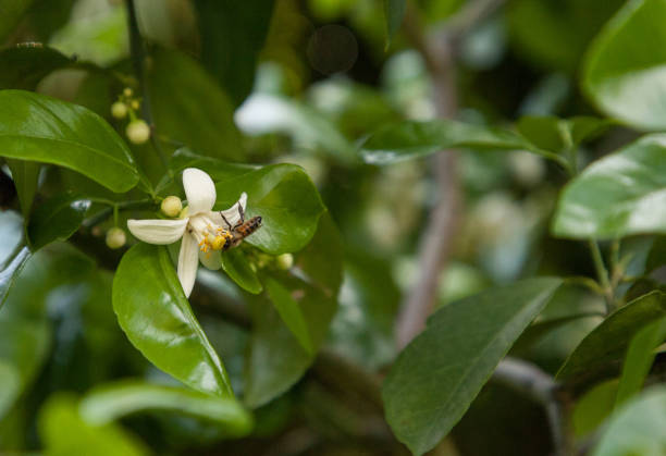 Honey bee Apis mellifera forages for pollen on a flowering grapefruit tree Citrus x paradisi in Naples, Florida