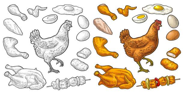 ilustraciones, imágenes clip art, dibujos animados e iconos de stock de prepara pollo. sombrero entero, pierna, ala, huevo y granja. grabado vintage - cooked chicken sketching roasted