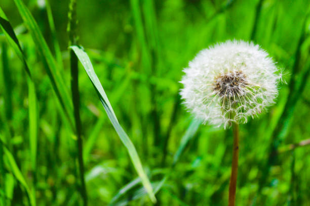 istock Dandelion on the green grass close-up. Floral background. Selective focus, copy space 1309335235