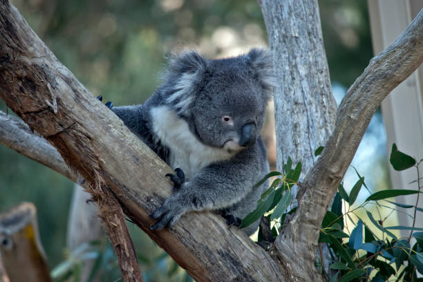 istock the young koala is climbing up the branch 1309336249