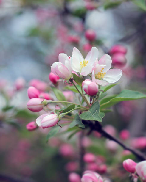 istock Pink apple blossoms blooming in the spring 1309337097