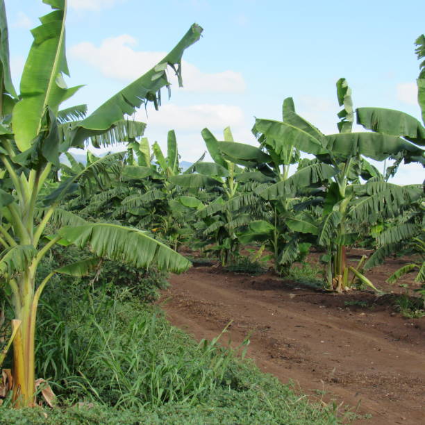 istock Banana trees, foliage and bananas. 1309337663